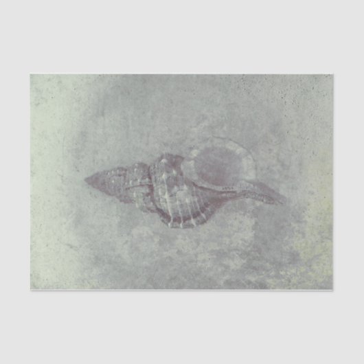 Zee Shell Grey  Ocean Beach Textuur Tissuepapier (Voorkant)