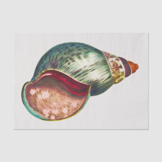 Zee Shell Illustratie door George Shaw Tissuepapier (Voorkant)