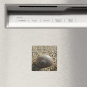 Zee Shell Magnet (Insitu (Vaatwasser))