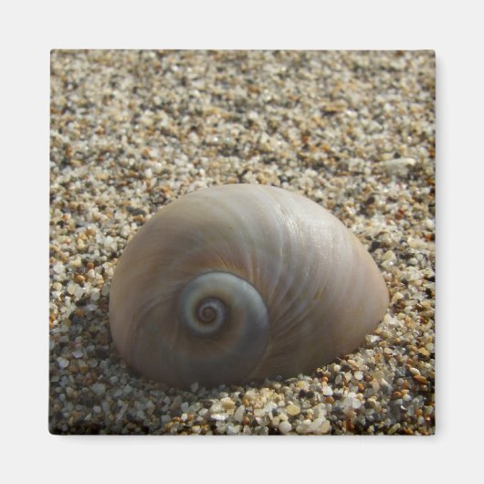 Zee Shell Magnet (Voorkant)