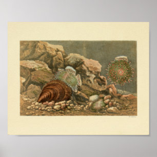 Zee Shell Marine Ocean Life Color Art Poster