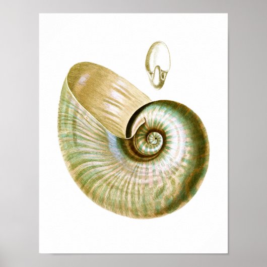 Zee Shell no.11 Beach Decor Art Print (Voorkant)