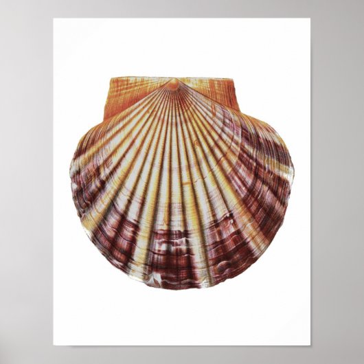 Zee Shell no.2 Natural History Art Print (Voorkant)