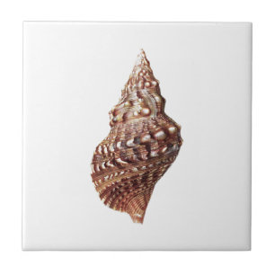 Zee Shell nr. 1 het cadeau van het Decor van het H Tegeltje