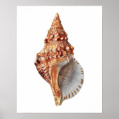 Zee Shell nr. 3 Beach Decor Print. Poster (Voorkant)