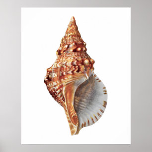 Zee Shell nr. 3 Beach Decor Print. Poster