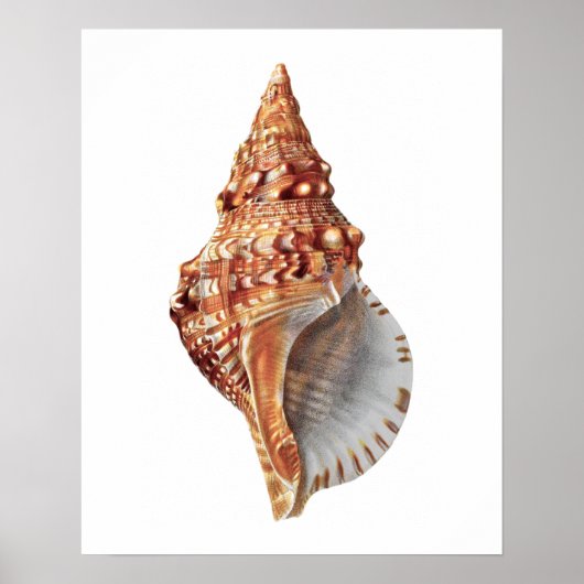 Zee Shell nr. 3 Beach Decor Print. Poster (Voorkant)