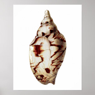 Zee Shell nr. 4 Beach Decor Wall Art Print. Poster