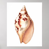 Zee Shell nr. 6 Beach Decor Art Print. Poster (Voorkant)