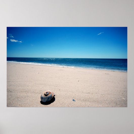 Zee Shell Poster (Voorkant)