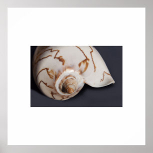 Zee Shell Poster