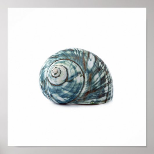 Zee Shell Poster (Voorkant)