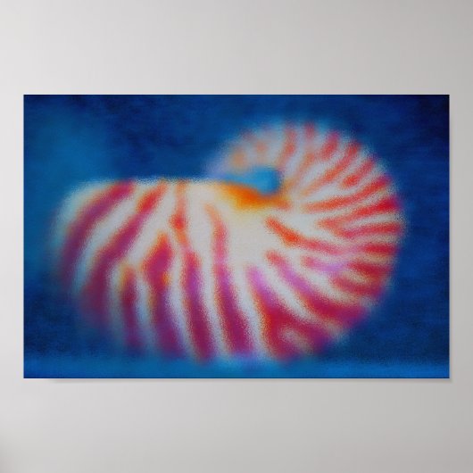 Zee Shell Poster (Voorkant)