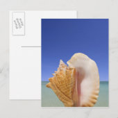 Zee Shell Sluiten Briefkaart (Voorkant / Achterkant)
