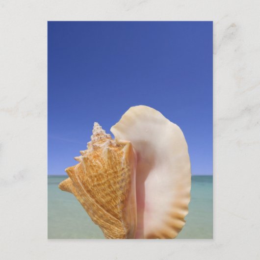 Zee Shell Sluiten Briefkaart (Voorkant)
