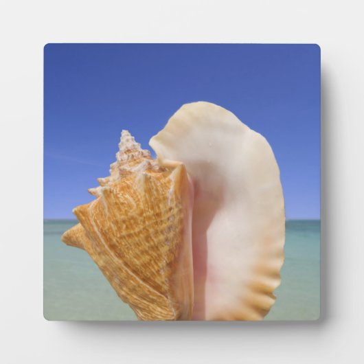 Zee Shell Sluiten Fotoplaat (Voorkant)