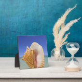 Zee Shell Sluiten Fotoplaat (Insitu)