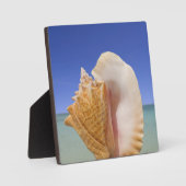 Zee Shell Sluiten Fotoplaat (Voorkant)