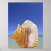 Zee Shell Sluiten Poster (Voorkant)