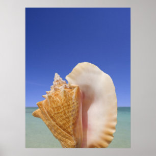 Zee Shell Sluiten Poster