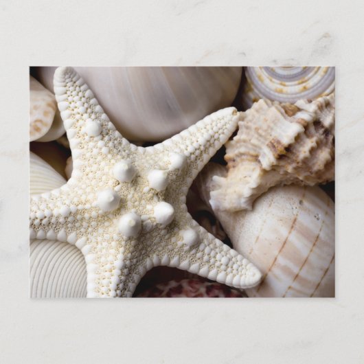 Zee Shell Starfish Background - Beach Shells Briefkaart (Voorkant)