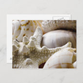 Zee Shell Starfish Background - Beach Shells Briefkaart (Voorkant / Achterkant)