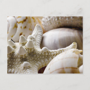 Zee Shell Starfish Background - Beach Shells Briefkaart