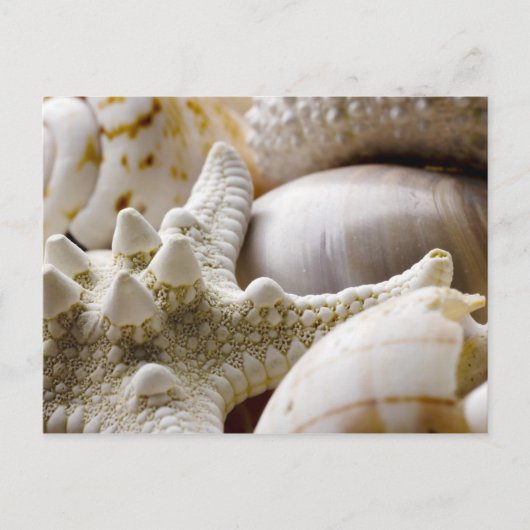 Zee Shell Starfish Background - Beach Shells Briefkaart (Voorkant)