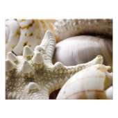 Zee Shell Starfish Background - Beach Shells Foto Afdruk (Voorkant)