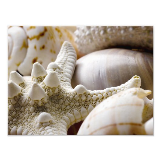 Zee Shell Starfish Background - Beach Shells Foto Afdruk (Voorkant)