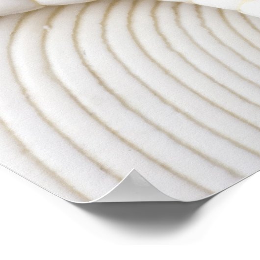 Zee Shell Starfish Background - Beach Shells Poster (Hoek)