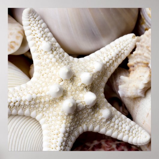 Zee Shell Starfish Background - Beach Shells Poster (Voorkant)