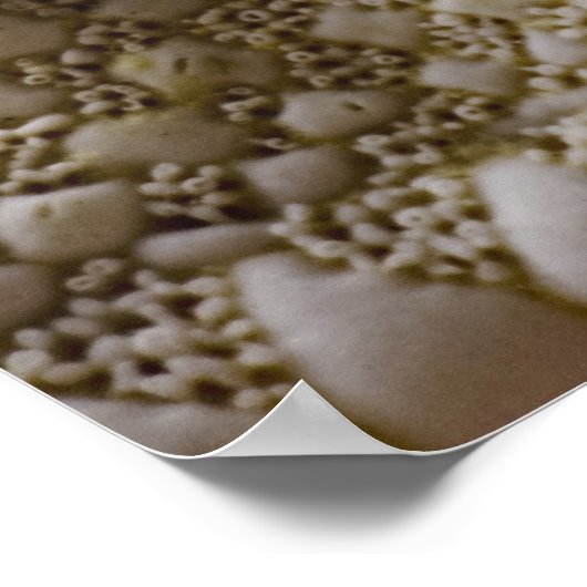 Zee Shell Starfish Background - Beach Shells Poster (Hoek)