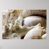 Zee Shell Starfish Background - Beach Shells Poster (Voorkant)