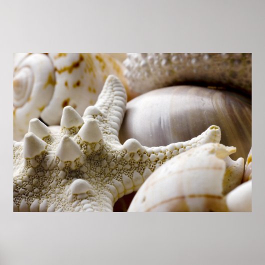 Zee Shell Starfish Background - Beach Shells Poster (Voorkant)