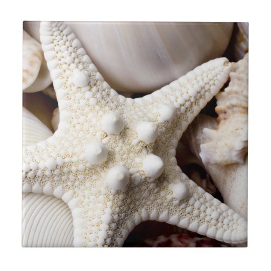 Zee Shell Starfish Background - Beach Shells Tegeltje (Voorkant)