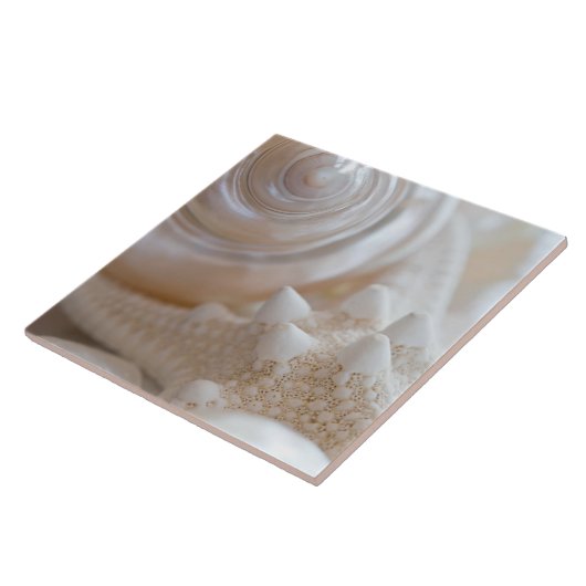 Zee Shell & Starfish Background - Beach Shells Tegeltje (Zijkant)