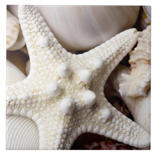 Zee Shell Starfish Background - Beach Shells Tegeltje (Voorkant)