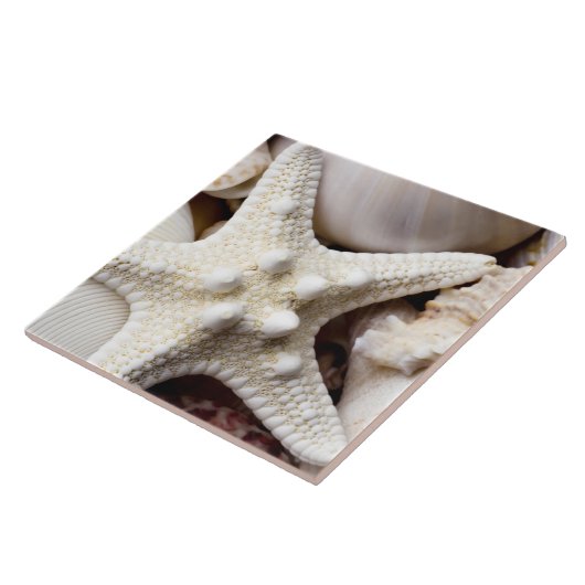 Zee Shell Starfish Background - Beach Shells Tegeltje (Zijkant)
