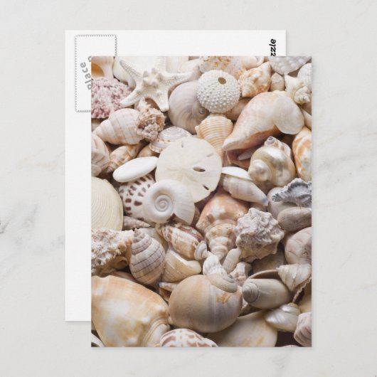 Zee Shell van Florida - Achtergrond - Aangepast ba Briefkaart (Voorkant / Achterkant)