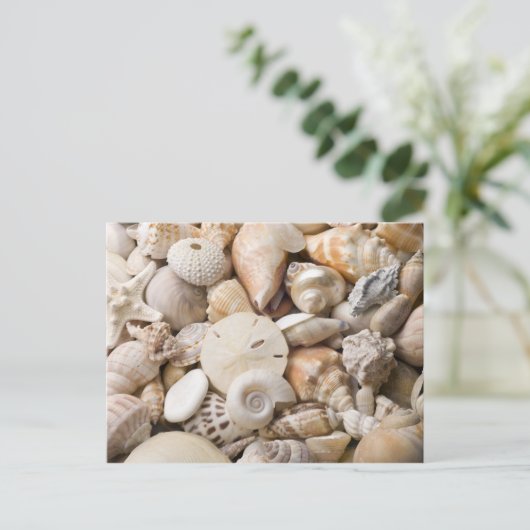 Zee Shell van Florida - Achtergrond - Aangepast ba Briefkaart (Staand voorkant)