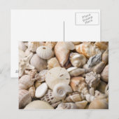 Zee Shell van Florida - Achtergrond - Aangepast ba Briefkaart (Voorkant / Achterkant)