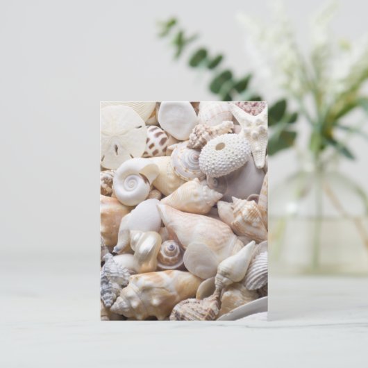 Zee Shell van Florida - Achtergrond - Aangepast ba Briefkaart (Staand voorkant)