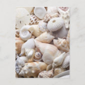 Zee Shell van Florida - Achtergrond - Aangepast ba Briefkaart (Voorkant)