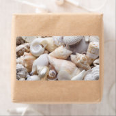 Zee Shell van Florida - Achtergrond - Aangepast ba Etiket (Insitu)