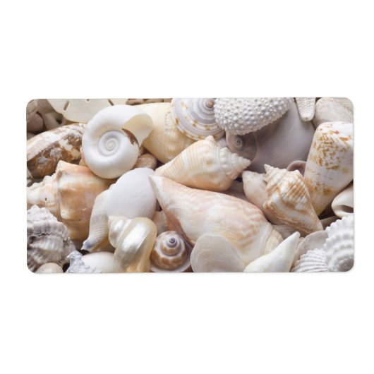Zee Shell van Florida - Achtergrond - Aangepast ba Etiket (Voorkant)