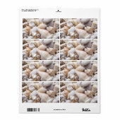 Zee Shell van Florida - Achtergrond - Aangepast ba Etiket (Full Sheet)