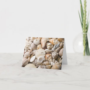 Zee Shell van Florida - Achtergrond - Aangepast ba Kaart