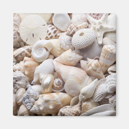 Zee Shell van Florida - Achtergrond - Aangepast ba Magneet (Voorkant)