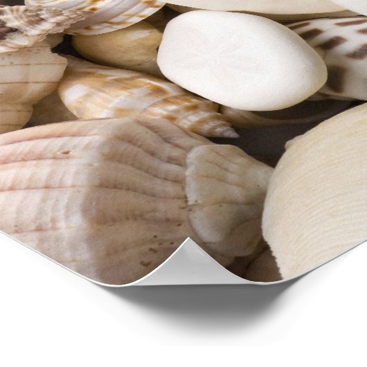 Zee Shell van Florida - Achtergrond - Aangepast ba Poster (Hoek)